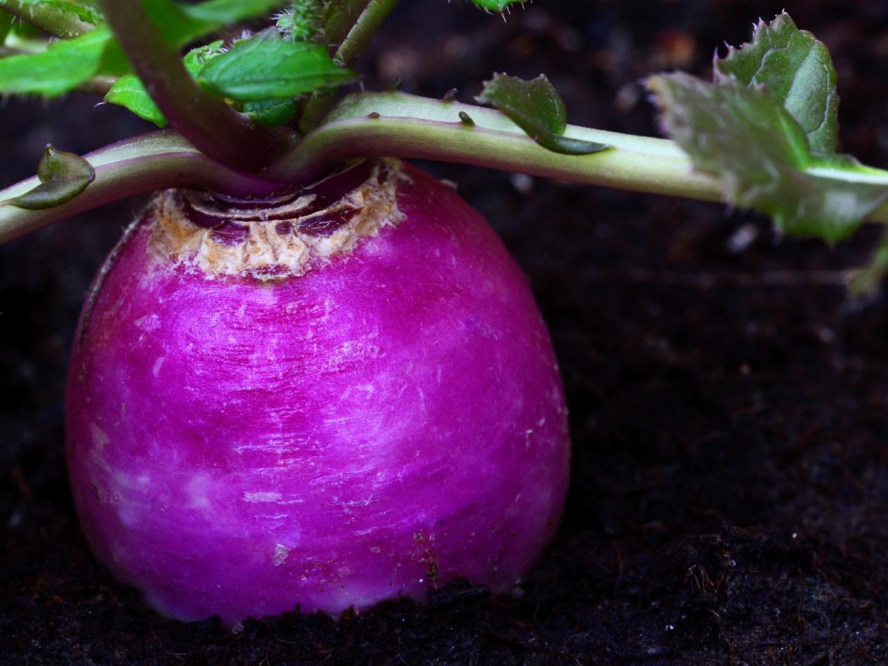 Growing Purple Radishes DIY