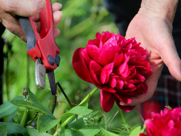 Cutting flowers in the garden. Cutting flowers in the garden.
