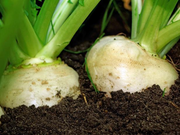 Two large white turnips on a bed in the ground very close up Two large white turnips on a bed in the ground very close up