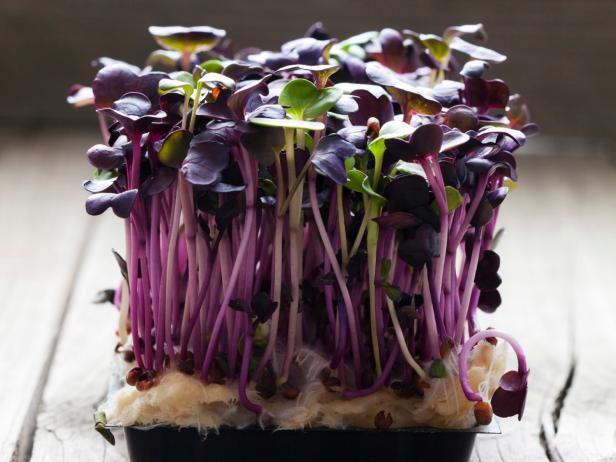 Red radish cress, sprouts on wood Red radish cress, sprouts on wood