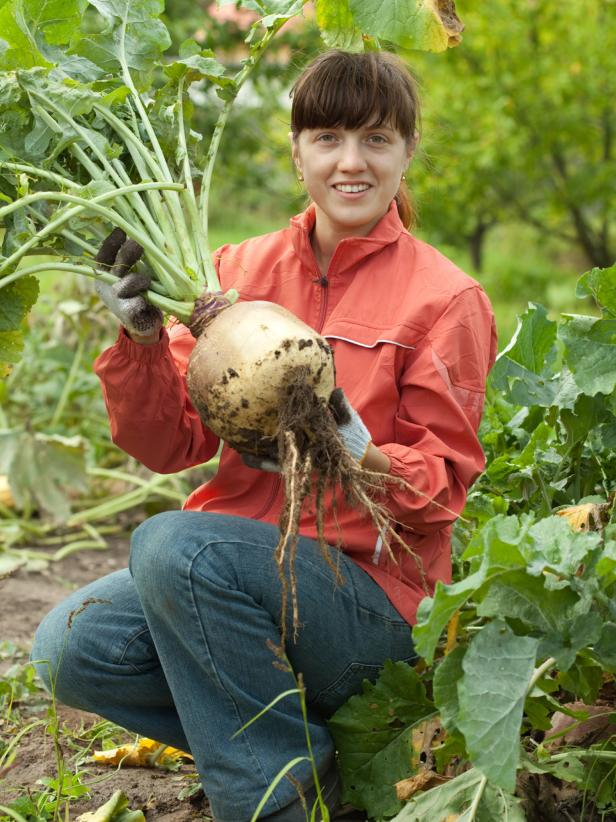 woman harvesting beetroot in field woman harvesting beetroot in field