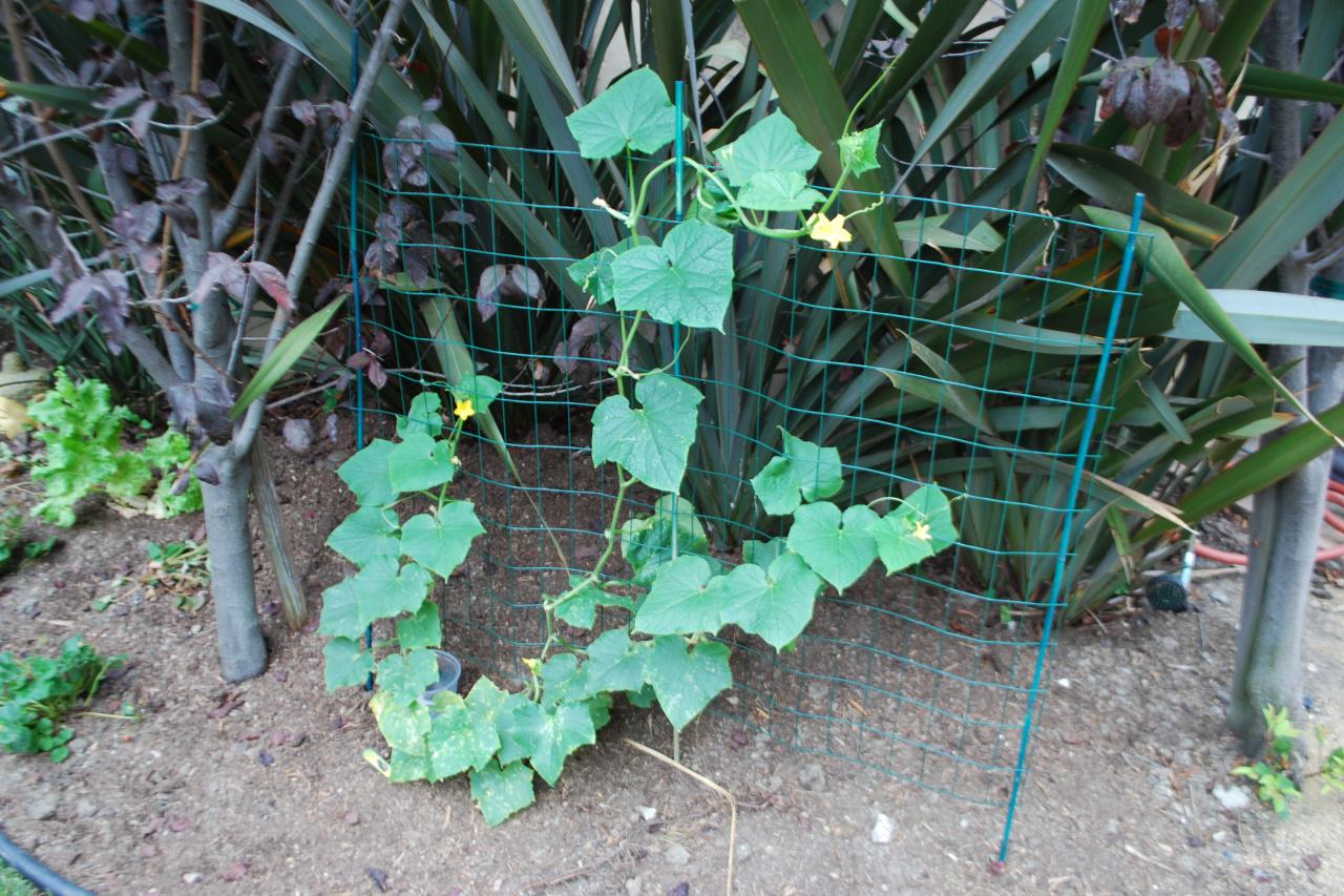 How to Grow a Cucumber Garden | DIY Garden Projects | Vegetable
