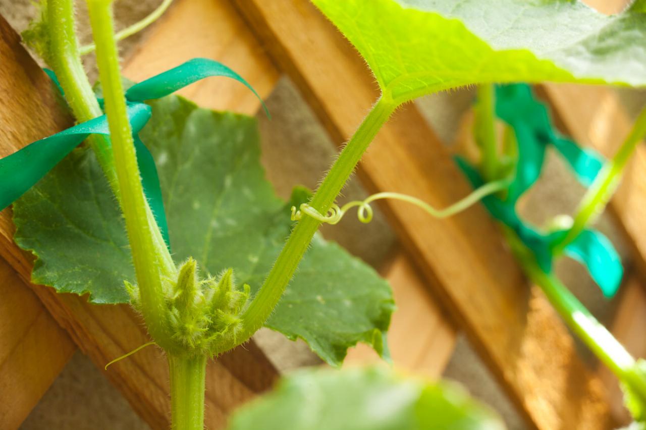 How to Grow a Cucumber Garden DIY Garden Projects Vegetable