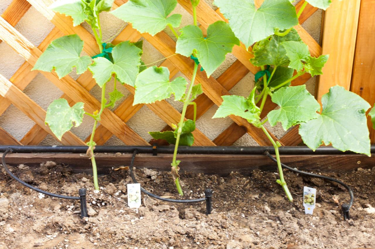 How to Grow a Cucumber Garden DIY Garden Projects Vegetable Gardening, Raised Beds, Growing