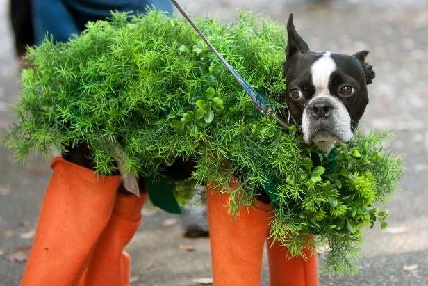 Dog Dressed In Chia Pet Costume For Halloween Dog Dressed In Chia Pet Costume For Halloween