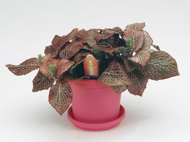 Fittonia 'Juanita' Fittonia 'Juanita'