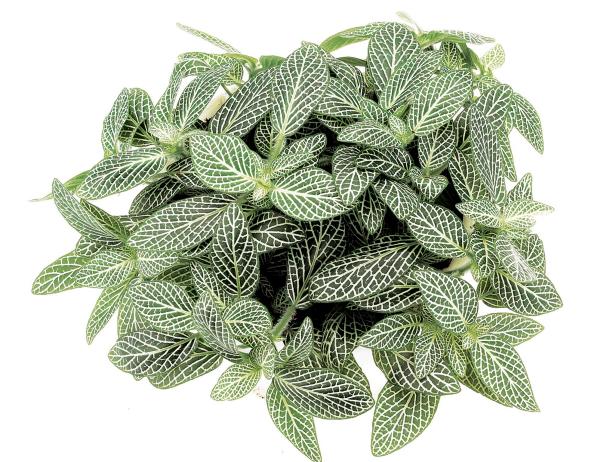 Fittonia Mini-White Fittonia Mini-White