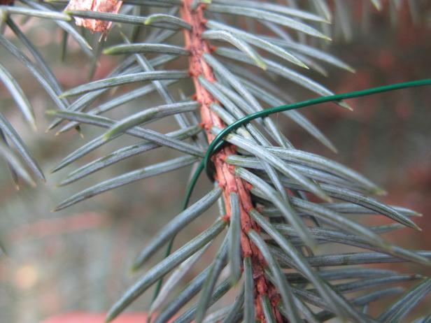 How to Secure and Maintain Your Christmas Tree How to Secure and Maintain Your Christmas Tree