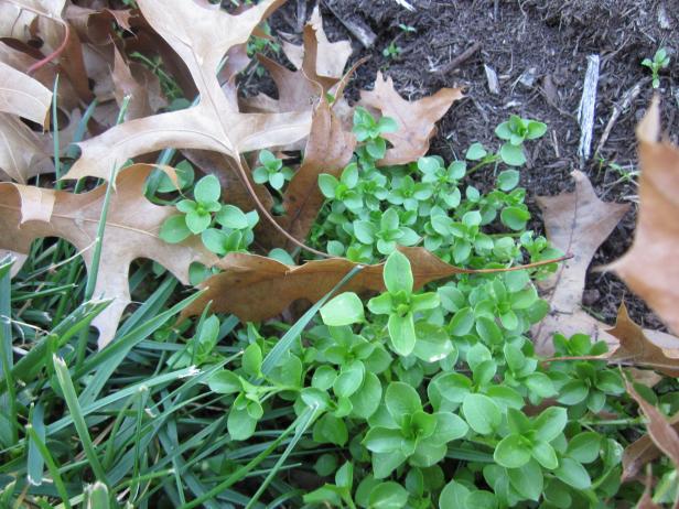 Chickweed Chickweed