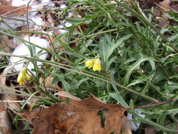Arugula or Rocket Arugula or Rocket