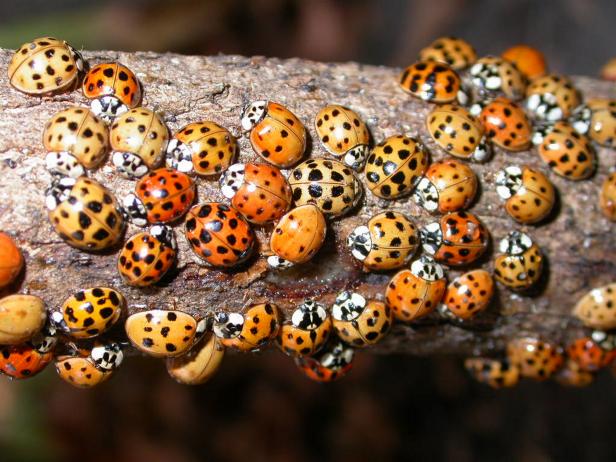 Asian Lady Beetle Asian Lady Beetle