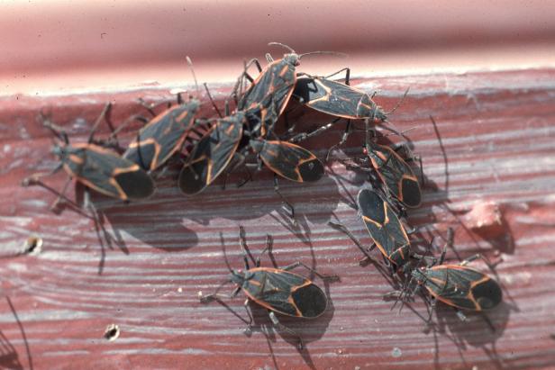 Box Elder Bugs Box Elder Bugs Clustered on Fence Rail