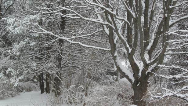 Snow on Trees Snow on Trees