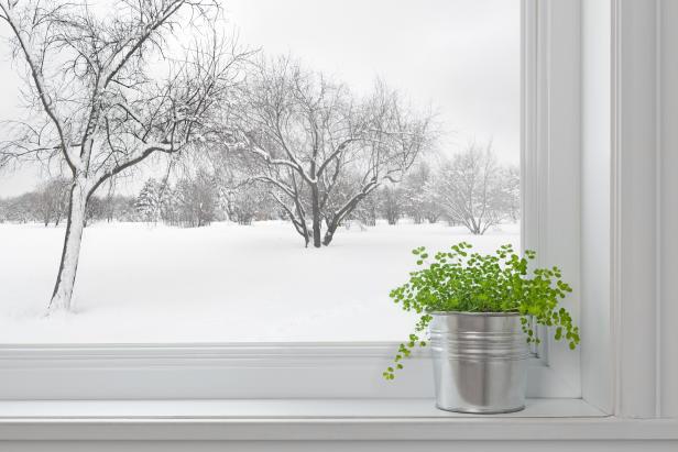 164741868 Winter landscape seen through the window, and green plant on a windowsill.