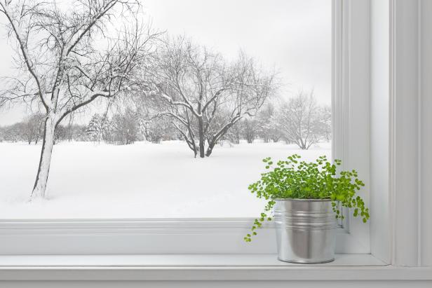 Winter landscape seen through the window, and green plant on a windowsill.