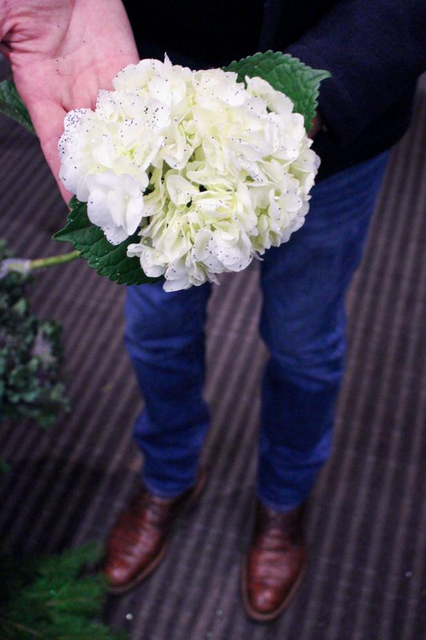 Hydrangea With Glitter hydrangea