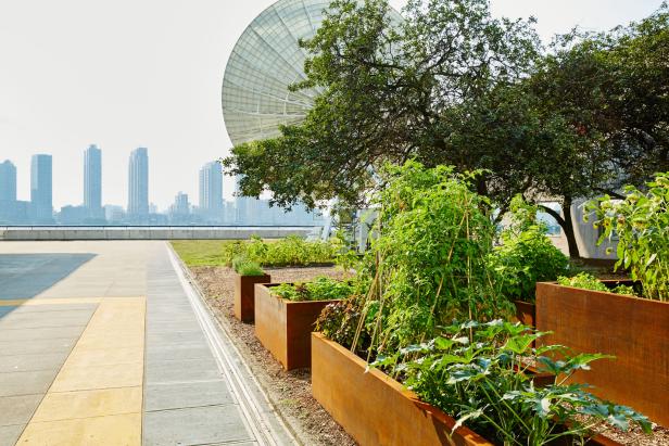 Urban Rooftop Garden with Raised Beds Urban Rooftop Garden with Raised Beds