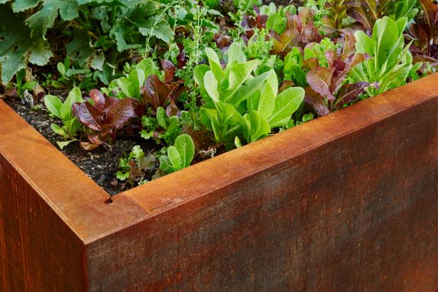 Rooftop Garden Bed with Purple Basil Rooftop Garden Bed with Purple Basil
