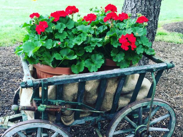 Geraniums in Vintage Wooden Cart Geraniums in Vintage Wooden Cart