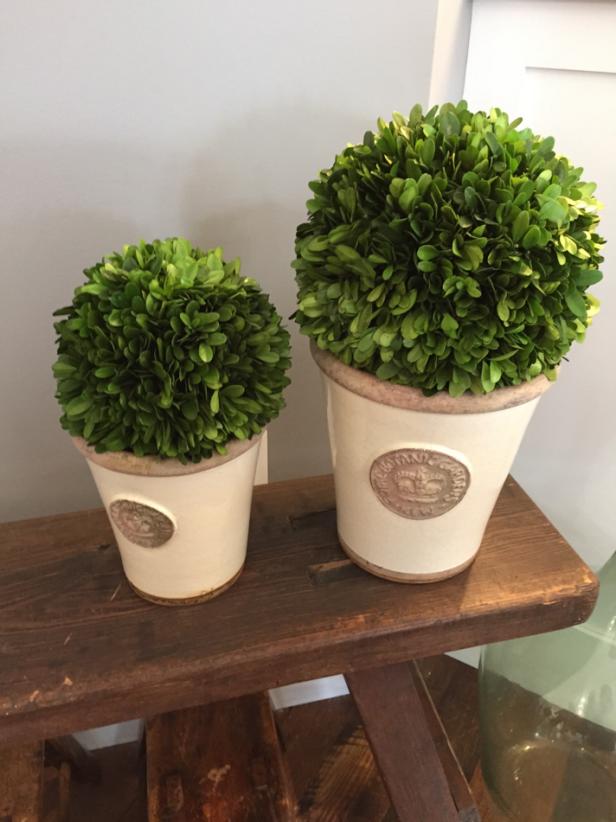 Preserved Boxwood Containers Preserved Boxwood Containers