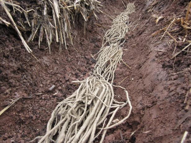 Asparagus Crowns in Trench Asparagus Crowns in Trench