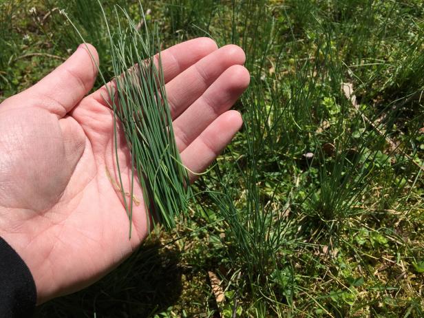 Pinecones and Wild Chives are Easy Natural Items to Upcycle From the Garden Upcycling pine cones and wild chives.