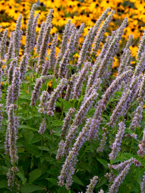 Agastache ‘Blue Fortune’ Agastache ‘Blue Fortune’