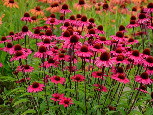 ‘Sensation Pink’ Purple Coneflower ‘Sensation Pink’ Purple Coneflower