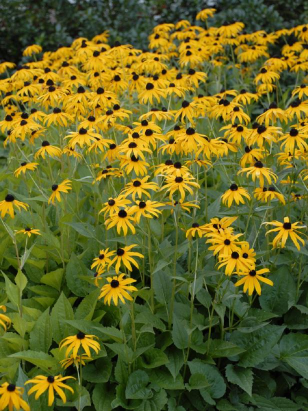 Black Eyed Susan Leaves Turning Purple - Black-Eyed Susan Turning Black