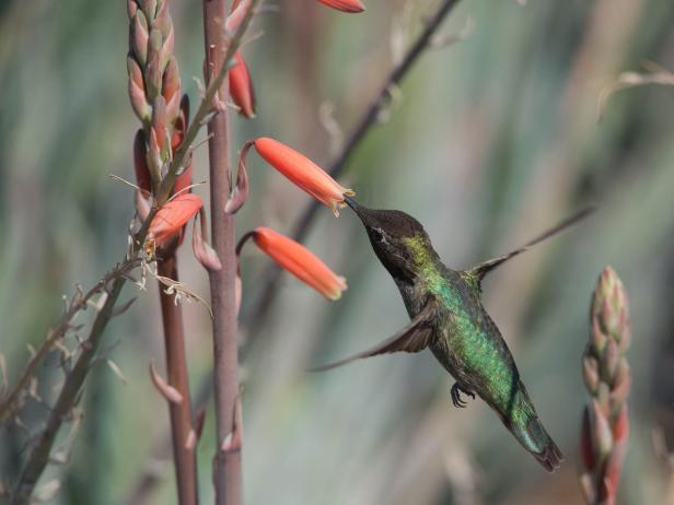 Male Anna’s Hummingbird with Aloe Male Anna’s Hummingbird with Aloe