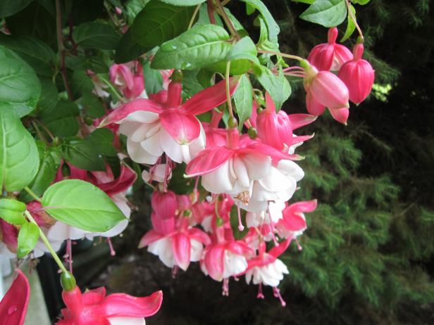 Fuchsia Fuchsia