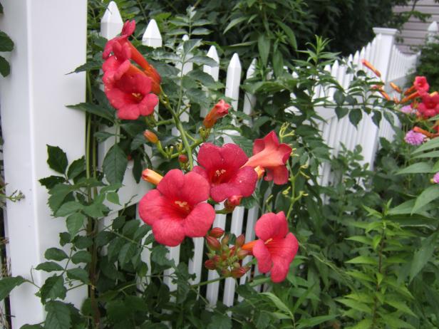 Trumpet Vine Flower Trumpet Vine Flower