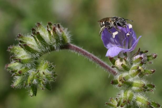 Sweat Bee
Sweat Bee