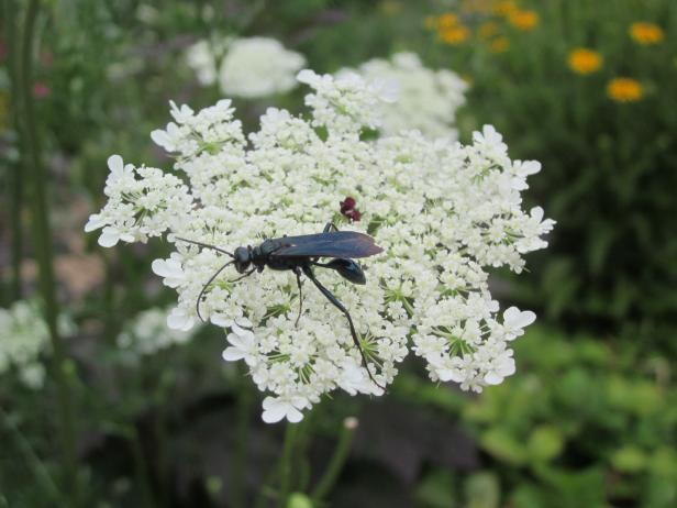 Great Black Wasp Great Black Wasp