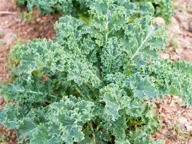 Kale is a Cool Season Crop Kale