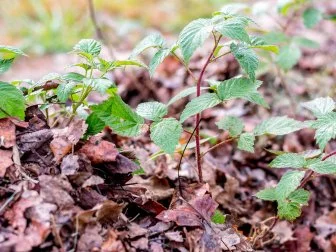 Raspberry Plants with Leaf Mulch