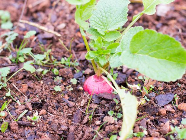Radish is a Quick Growing Cool Season Crop Radish