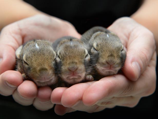 Baby Bunnies bunnies