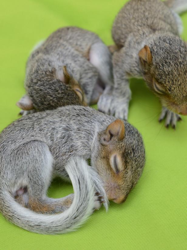 Baby Squirrels baby squirrels