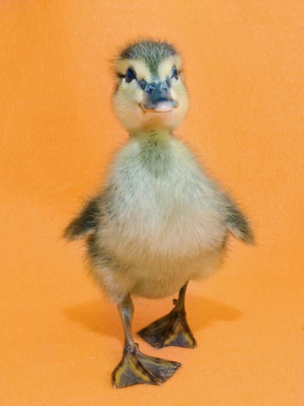 Baby Duckling Baby Duckling