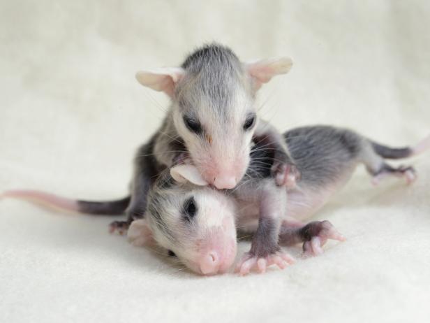 Baby Opossums Baby Opossums
