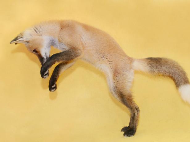 Baby Red Fox red fox