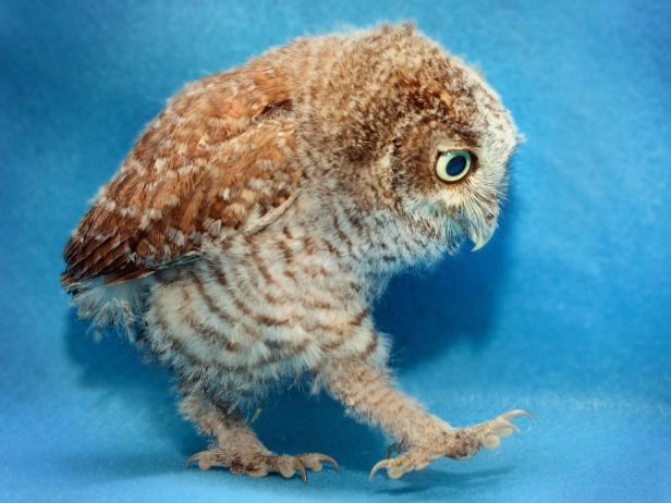 Baby Owl baby owl