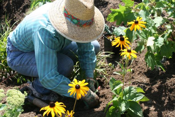Gardener Planting Indian Summer Rudbeckia Indian Summer Black Eyed Susan