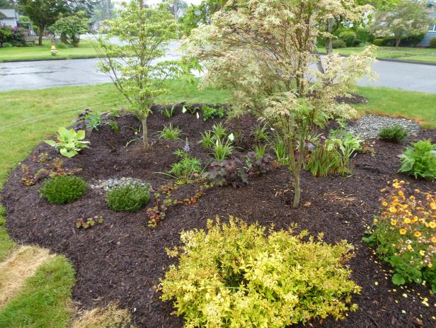 Rain Garden with Trees Dogwood and Japanese Maple in Rain Garden