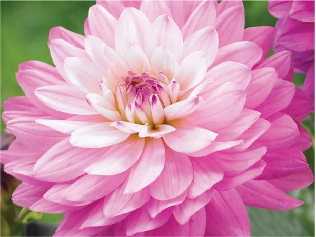 Dahlia 'Miracle Princess' Dahlia 'Miracle Princess'