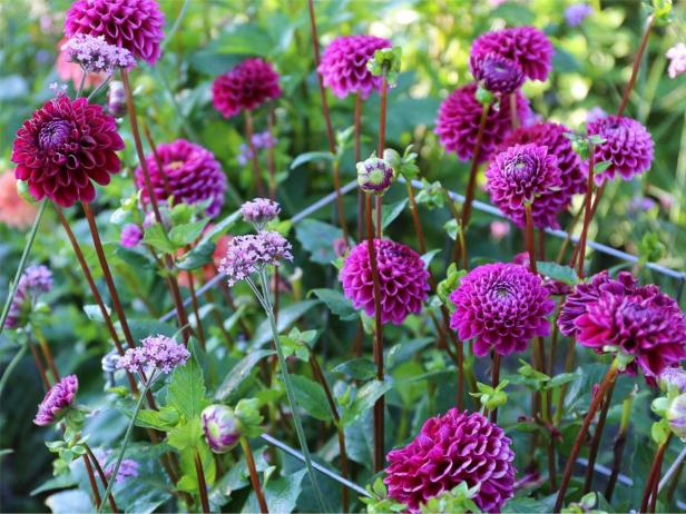 Dahlia 'Diva' Dahlia 'Diva'