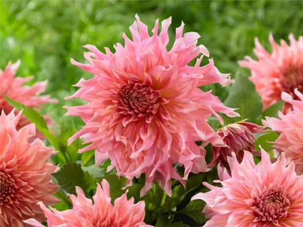 'Penhill Watermelon' Dahlia 'Penhill Watermelon' Dahlia
