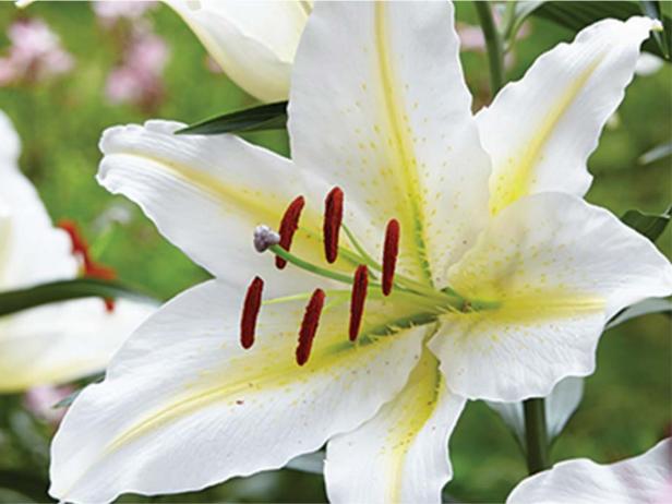 Lily Bafferari Lily Bafferari