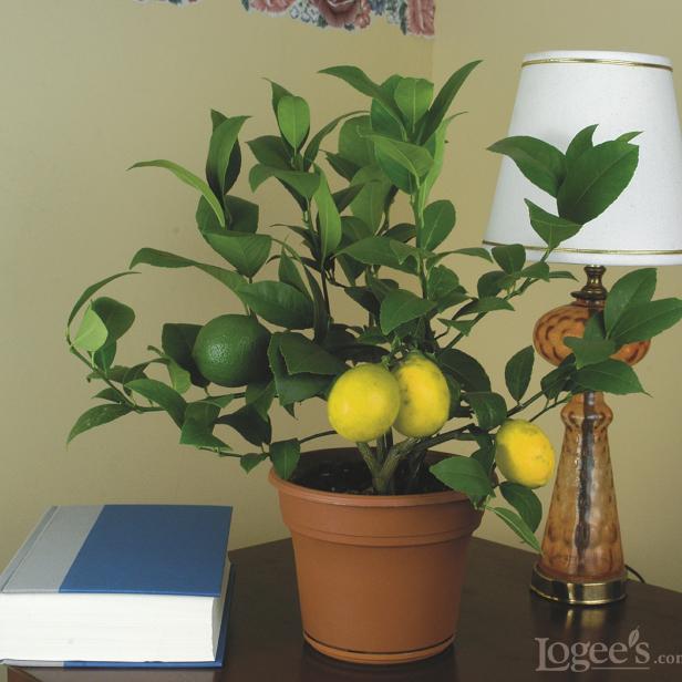 Meyer Lemon Meyer Lemon